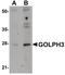 Golgi Phosphoprotein 3 antibody, PA5-20830, Invitrogen Antibodies, Western Blot image 