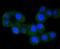 Component Of Inhibitor Of Nuclear Factor Kappa B Kinase Complex antibody, NBP2-67651, Novus Biologicals, Immunocytochemistry image 