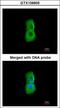 Proteasome 26S Subunit, ATPase 3 antibody, GTX109605, GeneTex, Immunofluorescence image 