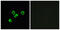 Olfactory Receptor Family 10 Subfamily Z Member 1 antibody, GTX87465, GeneTex, Immunocytochemistry image 