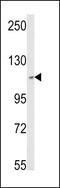 Mtr4 Exosome RNA Helicase antibody, MBS9203412, MyBioSource, Western Blot image 