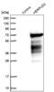 HERPUD Family Member 2 antibody, NBP1-83605, Novus Biologicals, Western Blot image 