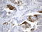 Indoleamine 2,3-Dioxygenase 1 antibody, LS-C796810, Lifespan Biosciences, Immunohistochemistry paraffin image 