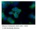 Protein Tyrosine Kinase 7 (Inactive) antibody, CCK4-401AP, FabGennix, Immunofluorescence image 