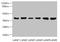Translocase Of Inner Mitochondrial Membrane 50 antibody, LS-C676596, Lifespan Biosciences, Western Blot image 