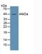 Prostaglandin E Receptor 3 antibody, LS-C314456, Lifespan Biosciences, Western Blot image 