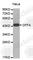 DNA Fragmentation Factor Subunit Alpha antibody, A0507, ABclonal Technology, Western Blot image 