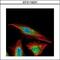 Histone Deacetylase 4 antibody, GTX110231, GeneTex, Immunofluorescence image 