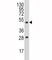 Plasminogen Activator, Urokinase antibody, F51093-0.4ML, NSJ Bioreagents, Western Blot image 
