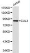 Cullin 3 antibody, LS-C192351, Lifespan Biosciences, Western Blot image 
