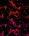 Glycogen Synthase Kinase 3 Alpha antibody, 13-234, ProSci, Immunofluorescence image 