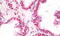 Negative Elongation Factor Complex Member A antibody, MBS249187, MyBioSource, Immunohistochemistry frozen image 