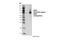G Protein-Coupled Receptor Kinase 3 antibody, 80362S, Cell Signaling Technology, Western Blot image 