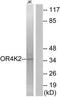 Olfactory Receptor Family 4 Subfamily K Member 2 antibody, TA316438, Origene, Western Blot image 