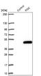 Progastricsin antibody, NBP1-91011, Novus Biologicals, Western Blot image 