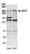 Pyrin Domain Containing 1 antibody, A300-411A, Bethyl Labs, Western Blot image 