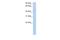 Nuclear Receptor Subfamily 2 Group F Member 1 antibody, A03833, Boster Biological Technology, Western Blot image 