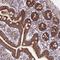 Tetratricopeptide Repeat Domain 4 antibody, HPA042459, Atlas Antibodies, Immunohistochemistry paraffin image 