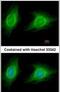 Rho Associated Coiled-Coil Containing Protein Kinase 1 antibody, PA5-22262, Invitrogen Antibodies, Immunofluorescence image 