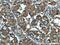 Dermatan Sulfate Epimerase antibody, 60041-1-Ig, Proteintech Group, Immunohistochemistry frozen image 