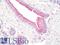 Prefoldin Subunit 5 antibody, LS-B10629, Lifespan Biosciences, Immunohistochemistry frozen image 