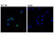 TNF Receptor Superfamily Member 4 antibody, 15135S, Cell Signaling Technology, Immunocytochemistry image 