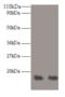 Replication Protein A3 antibody, LS-C285756, Lifespan Biosciences, Western Blot image 