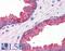 Kelch Like Family Member 15 antibody, LS-B5007, Lifespan Biosciences, Immunohistochemistry frozen image 