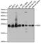 Chromobox 3 antibody, GTX55664, GeneTex, Western Blot image 