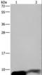 G Protein Subunit Gamma 2 antibody, LS-C405029, Lifespan Biosciences, Western Blot image 