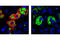 Lipase E, Hormone Sensitive Type antibody, 4137T, Cell Signaling Technology, Immunofluorescence image 