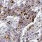 Von Willebrand Factor D And EGF Domains antibody, HPA036044, Atlas Antibodies, Immunohistochemistry frozen image 