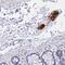 Autophagy Related 16 Like 2 antibody, PA5-61000, Invitrogen Antibodies, Immunohistochemistry frozen image 