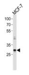 Nanog Homeobox antibody, TA302154, Origene, Western Blot image 