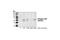 Serine/Threonine Kinase 11 antibody, 3055S, Cell Signaling Technology, Western Blot image 