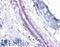 Cadherin 1 antibody, LS-B4674, Lifespan Biosciences, Immunohistochemistry frozen image 