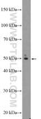 TBC1 Domain Family Member 19 antibody, 21085-1-AP, Proteintech Group, Western Blot image 