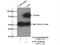 Glucosamine (UDP-N-Acetyl)-2-Epimerase/N-Acetylmannosamine Kinase antibody, 25079-1-AP, Proteintech Group, Immunoprecipitation image 