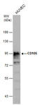 Endoglin antibody, GTX112684, GeneTex, Western Blot image 