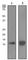 Trefoil Factor 1 antibody, ab92377, Abcam, Western Blot image 