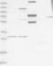 ATPase 13A3 antibody, NBP1-90867, Novus Biologicals, Western Blot image 