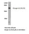 Elongin A antibody, AP20548PU-N, Origene, Western Blot image 