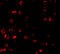 BCL2 Binding Component 3 antibody, 3043, ProSci, Immunofluorescence image 