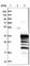 Coiled-Coil Domain Containing 144 Family, N-Terminal Like antibody, HPA023457, Atlas Antibodies, Western Blot image 