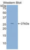 Epidermal Growth Factor antibody, LS-C297325, Lifespan Biosciences, Western Blot image 