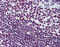 EWS RNA Binding Protein 1 antibody, 51-944, ProSci, Immunohistochemistry frozen image 