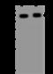 Translocase Of Outer Mitochondrial Membrane 70 antibody, 201067-T38, Sino Biological, Western Blot image 