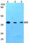 Sex Determining Region Y antibody, PA5-75246, Invitrogen Antibodies, Western Blot image 