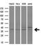FKBP Prolyl Isomerase Like antibody, GTX84490, GeneTex, Western Blot image 
