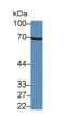 Interleukin-20 receptor subunit alpha antibody, LS-C294885, Lifespan Biosciences, Western Blot image 